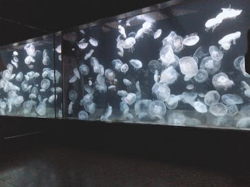 伊豆・三津シーパラダイスに投稿された画像（2023/8/7）