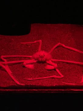 伊豆・三津シーパラダイスに投稿された画像（2023/8/7）