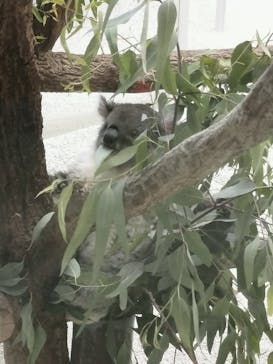 淡路ファームパーク イングランドの丘に投稿された画像（2023/8/7）