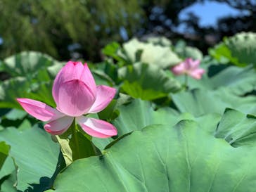 三溪園に投稿された画像（2023/8/7）