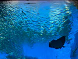 仙台うみの杜水族館に投稿された画像（2023/8/8）