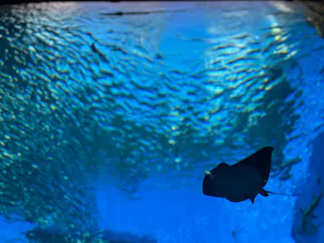 仙台うみの杜水族館に投稿された画像（2023/8/7）