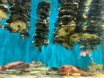 仙台うみの杜水族館に投稿された画像（2023/8/7）