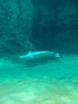 名古屋港水族館に投稿された画像（2023/8/7）