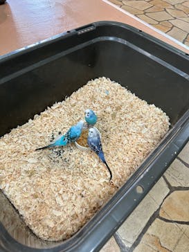 いきもの探検隊上尾に投稿された画像（2023/8/8）