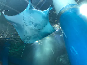 マクセル アクアパーク品川に投稿された画像（2023/8/8）