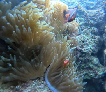 武藤潜水に投稿された画像（2023/8/8）