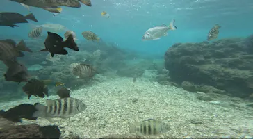 武藤潜水に投稿された画像（2023/8/8）