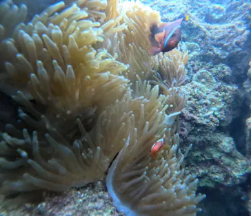 武藤潜水に投稿された画像（2023/8/8）