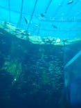 環境水族館アクアマリンふくしまに投稿された画像（2023/8/8）