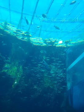 環境水族館アクアマリンふくしまに投稿された画像（2023/8/8）