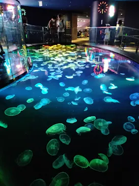 すみだ水族館に投稿された画像（2023/8/8）