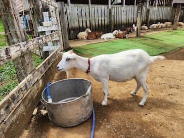 成田ゆめ牧場に投稿された画像（2023/8/8）