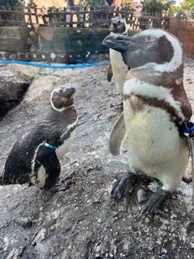 上越市立水族博物館 うみがたりに投稿された画像（2023/8/8）