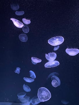 サンシャイン水族館に投稿された画像（2023/8/8）