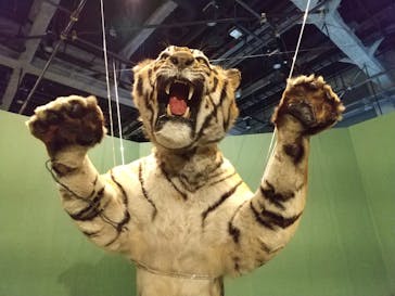 特別展「ネコ」 ～にゃんと！クールなハンターたち～に投稿された画像（2023/8/8）