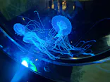 名古屋港水族館に投稿された画像（2023/8/8）