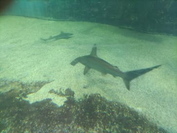 越前松島水族館に投稿された画像（2023/8/8）