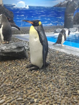 越前松島水族館に投稿された画像（2023/8/8）