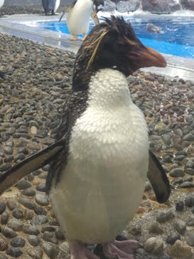 越前松島水族館に投稿された画像（2023/8/8）