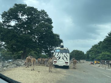 群馬サファリパークに投稿された画像（2023/8/8）