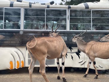 群馬サファリパークに投稿された画像（2023/8/8）