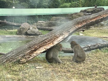 群馬サファリパークに投稿された画像（2023/8/8）