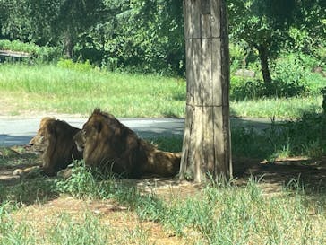 群馬サファリパークに投稿された画像（2023/8/8）