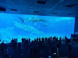 沖縄美ら海水族館に投稿された画像（2023/8/8）
