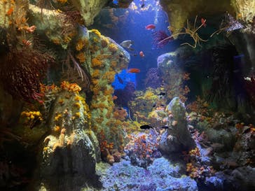 サンシャイン水族館に投稿された画像（2023/8/8）