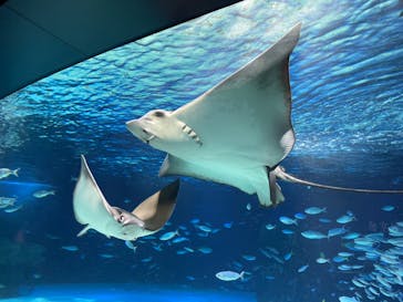 サンシャイン水族館に投稿された画像（2023/8/8）