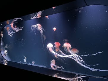 サンシャイン水族館に投稿された画像（2023/8/8）