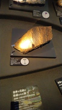 国立科学博物館に投稿された画像（2023/8/8）