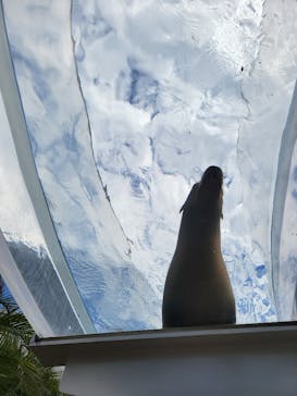 サンシャイン水族館に投稿された画像（2023/8/8）