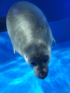 サンシャイン水族館に投稿された画像（2023/8/8）