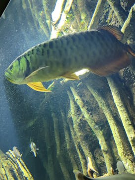 サンシャイン水族館に投稿された画像（2023/8/8）