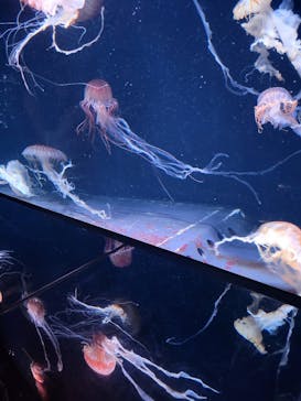 サンシャイン水族館に投稿された画像（2023/8/8）