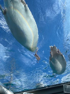 サンシャイン水族館に投稿された画像（2023/8/8）