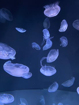 サンシャイン水族館に投稿された画像（2023/8/8）