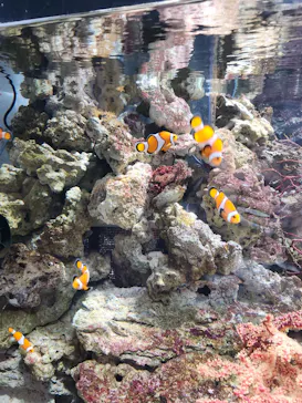 マクセル アクアパーク品川に投稿された画像（2023/8/8）