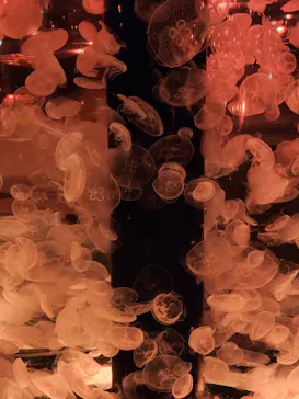 マクセル アクアパーク品川に投稿された画像（2023/8/8）