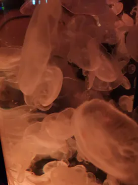 マクセル アクアパーク品川に投稿された画像（2023/8/8）