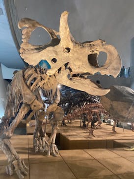 福井県立恐竜博物館に投稿された画像（2023/8/8）