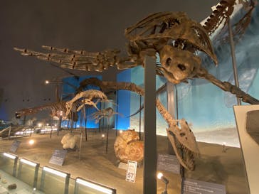 福井県立恐竜博物館に投稿された画像（2023/8/8）