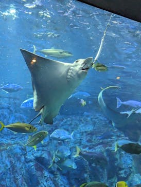大分マリーンパレス水族館 「うみたまご」に投稿された画像（2023/8/8）