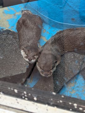 大分マリーンパレス水族館 「うみたまご」に投稿された画像（2023/8/8）