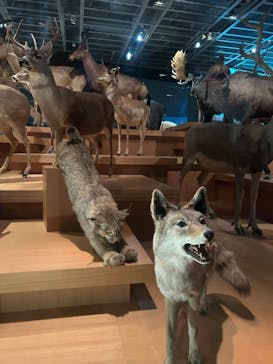 国立科学博物館に投稿された画像（2023/8/8）