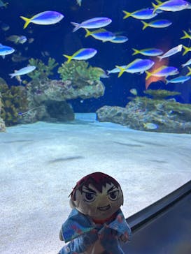 マリンワールド海の中道に投稿された画像（2023/8/8）