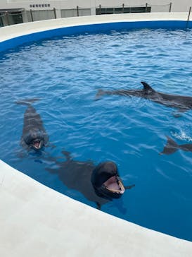 沖縄美ら海水族館に投稿された画像（2023/8/8）
