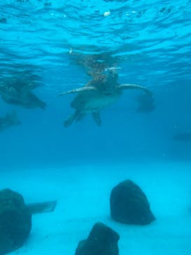 沖縄美ら海水族館に投稿された画像（2023/8/8）